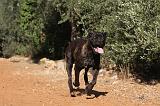 CANE CORSO 087